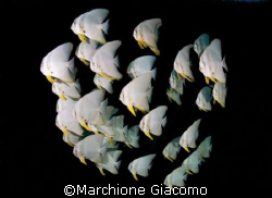 Batfishes:Nikon D200 two strobo,12/24 lens. Maldives 2007 by Marchione Giacomo 